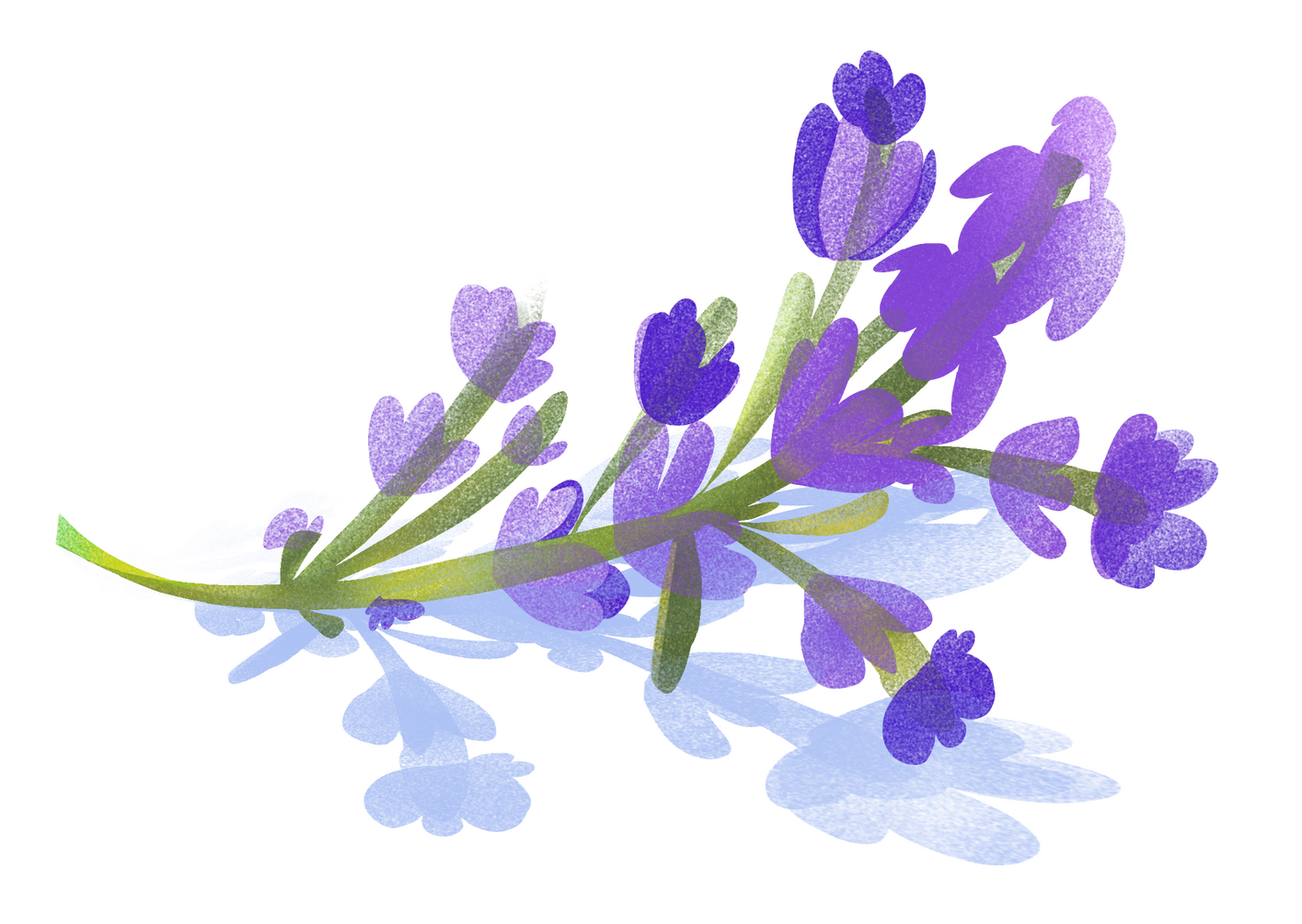 lavender